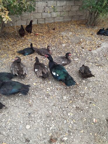 Ördəklər: Amerkan zumrudu lal ordeklerin 5 Ayliq ve 4 Ayliq balalari satilir — 6