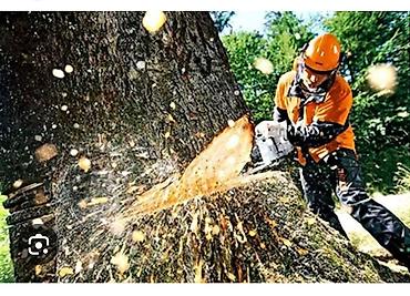 Спил деревьев, заготовка дров: Бак кыйууу бак жыгуу отун дрова — 3