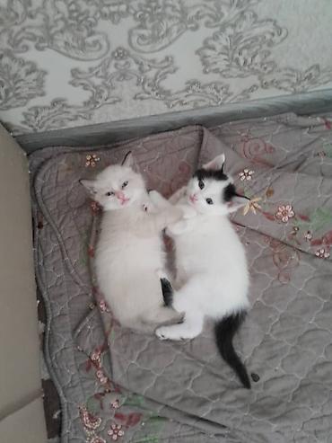 абиссинская кошка: Кошка даром: Беспородная, 1 месяц, Девочка, Приучена к лотку — 3