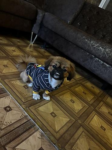 bala pişiylər: Pekines, Erkək — 1