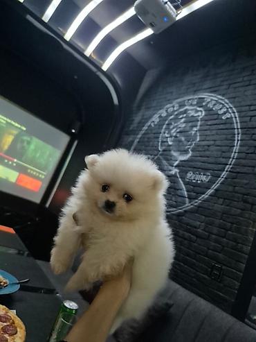 pomeranian: Şpitz, 2 ay, Erkək, Peyvəndli, Ünvandan götürmə — 1