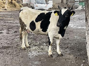 Коровы, быки: Продаю | Корова (самка) | Голштин | Для разведения, Для молока — 8