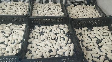 козлу кой: Натуральные молочные продукты сузма творог каймак айран домашний козье — 2