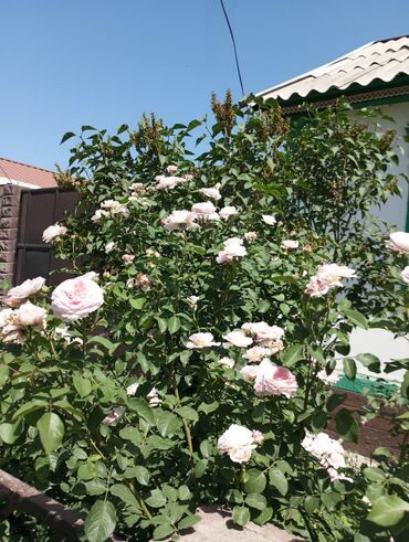 Садовые цветы и кустарники: Саженцы цветка: Розы, Бесплатная доставка, Самовывоз — 4