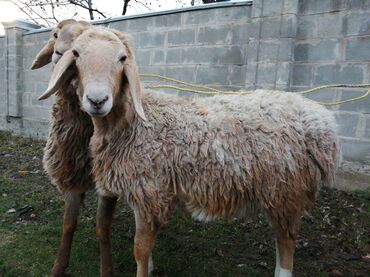 животные для дома: Продаю | Овца (самка), Баран (самец)