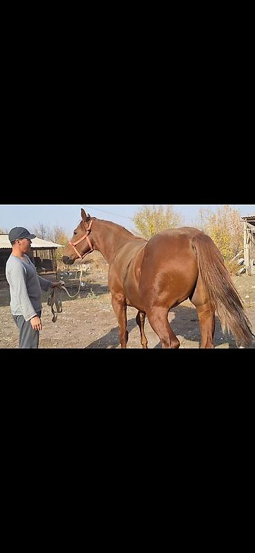 ат конь: Продаю | Конь (самец) | Английская | Конный спорт | Племенные — 6