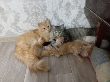 бенгальская кошка сколько стоит: Рыжие котята домашнего помёта. Описание: - Окрас: преобладают тёплые