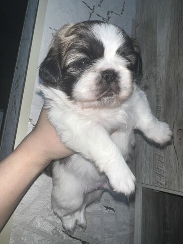 İtlər: Pekines, Dişi, Ünvandan götürmə — 7