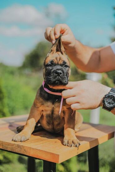 hranilice za svinje: Postanite vlasnik jednog od naših vrhunskih Cane Corso štenaca