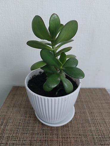 4 pot: Толстянка (денежное дерево) в горшке - Сукупьент с плотными овальными — 1