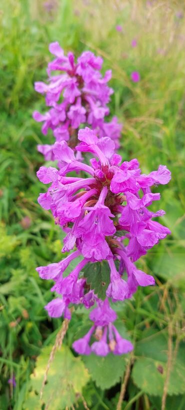 Bal: Müalicəvi Göyçay qaratikan balı 100% tam təbii baldır. Süzülmə bal — 6