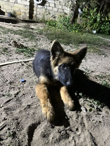 купить хаски щенка: Немецкая овчарка, 4 месяца, Самка, С прививками, Платная доставка