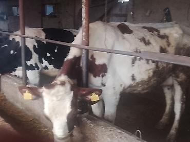 Коровы, быки: Продаю | Корова (самка) | Для молока | Привязанные — 2