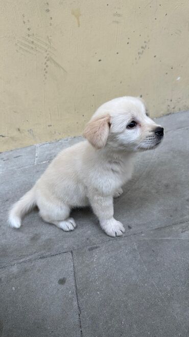 взять бесплатно котёнка: Labrador-retriver, 2 ay, Dişi, Ünvandan götürmə