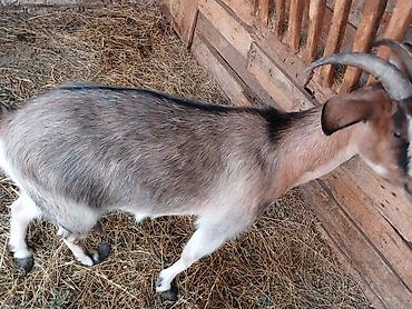 Keçilər, çəpişlər: Dişi, il: 5, Südlük — 5
