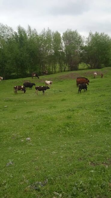 Коровы, быки: Продаю | Корова (самка) | Голштин, Алатауская | Для молока