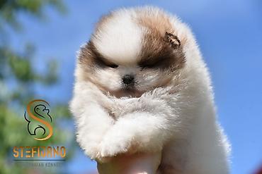 turski psi: Pomeranac Boo. Čistokrvni štenci pomeranca,vrhunskog porekla — 4