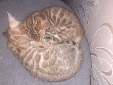 Продажа кошек: Бенгальская, 1 месяц, Мальчик, Черепаховый, Приучена к лотку — 11