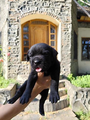 cane corso qiyməti: Kane-Korso, Pulsuz çatdırılma — 2