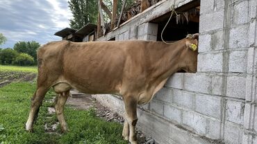 обмен карова: Продаю | Корова (самка) | Алатауская | Для молока