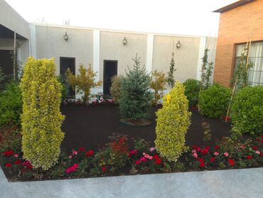 Bağbanlar: Salam bağ evlərində, Abyektlərdə parklarda bağban xidməti görülür — 27