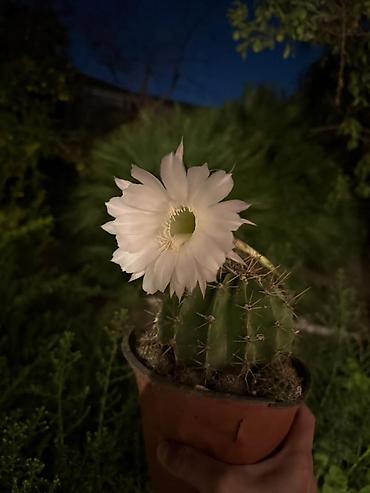 gul haqqinda melumat: Çiçəkli kaktus – Echinopsis (ağ çiçəkli) - Növ: Echinopsis (ağ, iri — 1