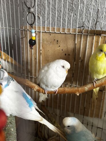 аквариум в баку: 2 erkək və 1 dişi albino. Tam sağlam quşlardı.Çüte hazır quşlardı