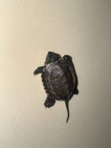 Другие животные: Красноухие черепашки,самые низкие цены,разным размеров и — 13