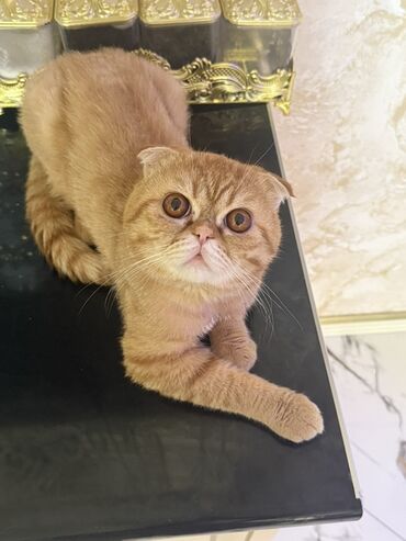 американский вислоухий кот: Шотладская вислоухая