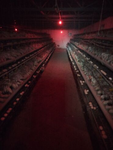 Сельхоз предприятия: Продаю Птицеферма, 10 соток, Действующий, С оборудованием, Электричество, Канализация, Отопление — 3