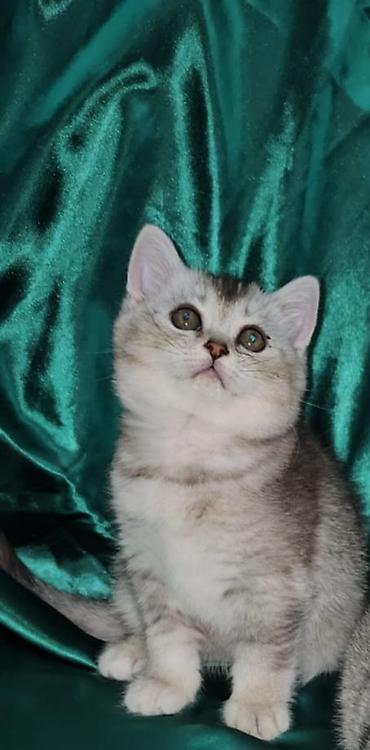 Кошки: Британская, Самка, Самец, В добрые руки, Доставка в районы, Самовывоз, Платная доставка — 3