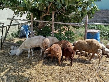 Akvarium aksessuar və ləvazimatları: Dişi, il: 4, 40 kq, Damazlıq, Ünvandan götürmə