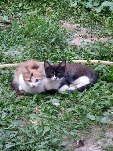 где можно купить котят в бишкеке: Беспородная, 2 месяца, Мальчик, Черепаховый, Проглистована