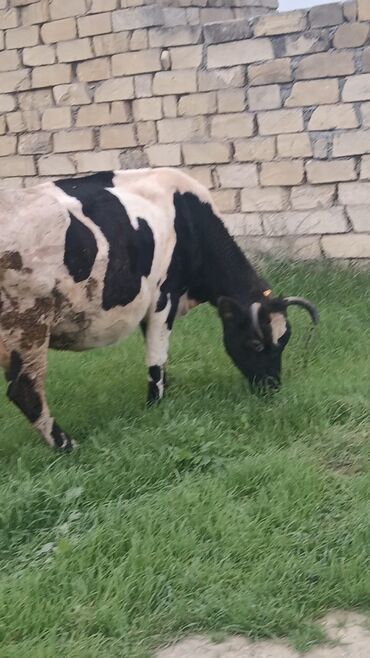 inek simental: Dişi, il: 6, 300 kq, Damazlıq, Ünvandan götürmə