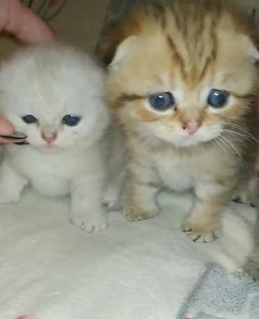 Pişiklər: Şotland — 8