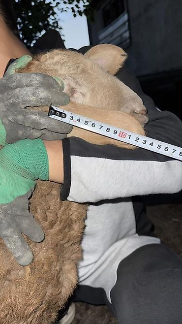 Баран, овца: Продаю | Овца (самка), Ягненок, Баран (самец) | Арашан | Для разведения — 16