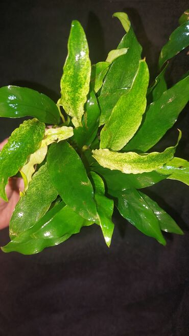 живая: Анубиас вариегатный. Anubias «Variegated» - нетрихотливое растение