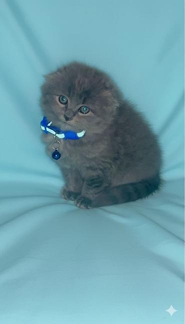 Pişiklər: Şotland yastı qulaq -da lalafo.az — 7 Pişiklər: Şotland yastı qulaq — 7