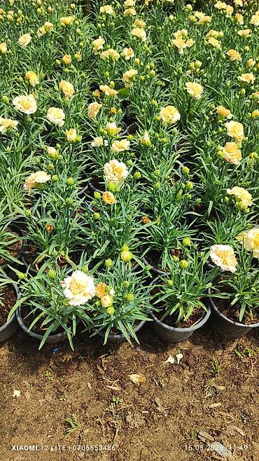 yaz gülləri: Qırmızı və krem rəngli qərənfil (Dianthus) saksı bitkiləri - Rənglər — 2