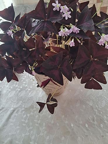 epimedium bitkisi satisi: Ev dibçəyi 25 — 10