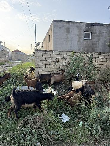 quba heyvan satisi: Dişi, il: 1, 50 kq, Damazlıq, Ünvandan götürmə — 1