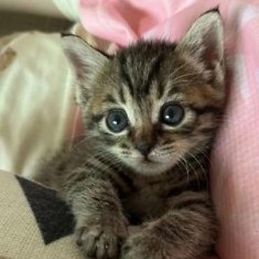 Tabbi