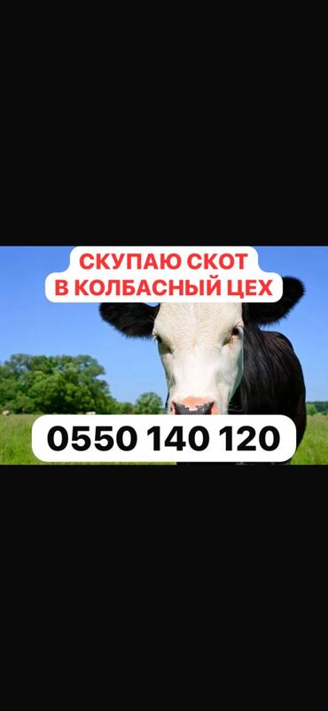 разведение сельскохозяйственных животных: Куплю | Коровы, быки, Козы, козлы, Лошади, кони | Круглосуточно, Любое состояние, Забитый