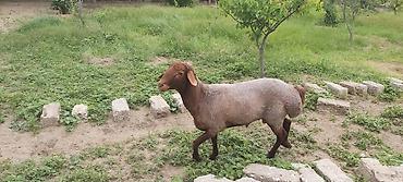 qurd satisi: Salam. Təmiz Qala cinsli erkəy qoyun satılır. 2025-ci ilin mart ayının — 4