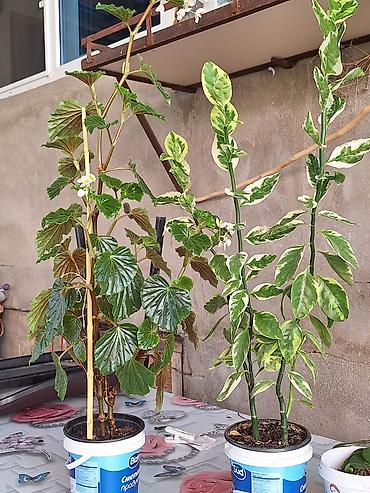 xoruz otu bitkisi: Böyük qapalı bitki və sükulent dəsti - Begonia maculata (benekli — 3