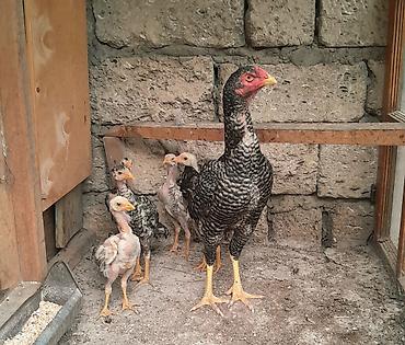 pleymutlar: Heyratı ailəsi satılır. 1 ana 5 bala, ana 1yaş 5 aylıq, balalar 2 — 4
