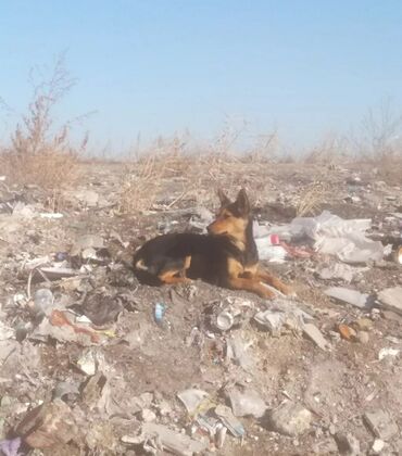 Отдам даром собаку: Собака даром: Дворняжка, 1 год, Самка