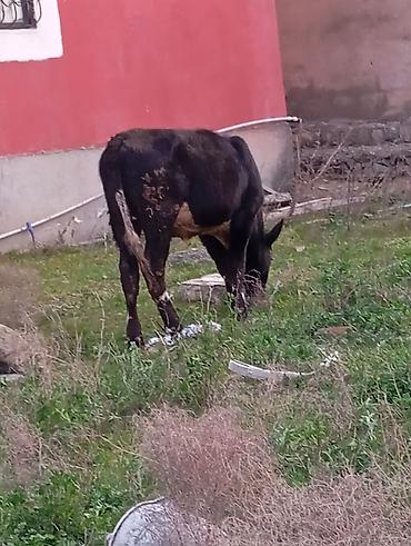 Inəklər, öküzlər: Satılır: qara rəngli danalıq inək - Cins: yerli tip, qara rəng, alın — 5