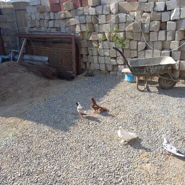 Fərqli rənglərdə olan göyərçinlər satışa təqdim olunur. Quşlar sağlam