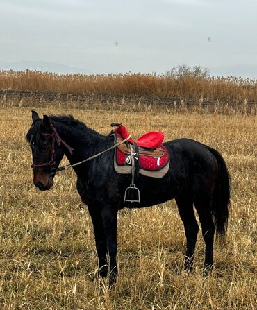 Лошади, кони: Ушул айгыр сатылат Жазга 1 асый Жоош Оозу жумушак Бою 152+ Улагы